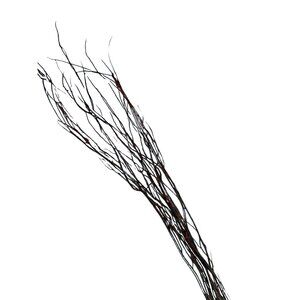 Dried Black Sea Whip Coral Branch Natural Marine Specimen